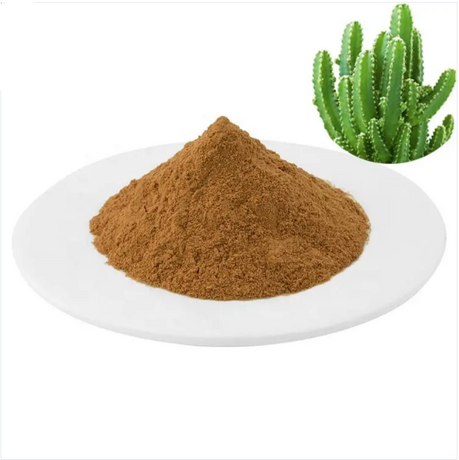 Supply 10% Polysaccharide Cactus Extract Powder